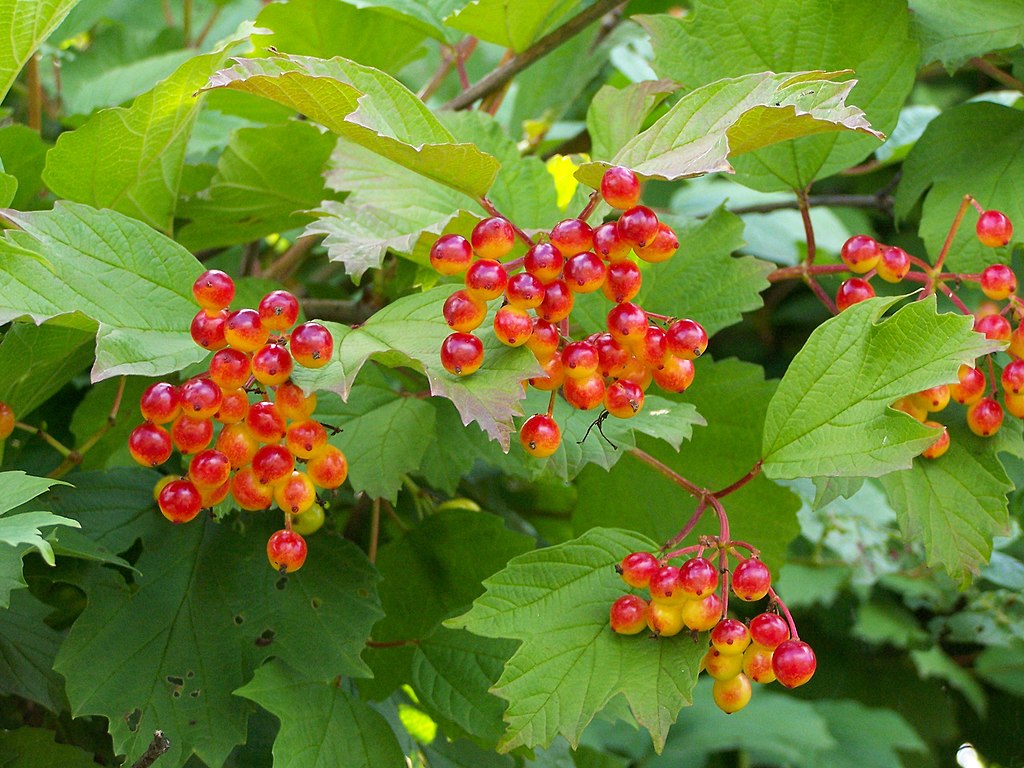 Viburnum opulus Cuttings (Eastern Snowball) - 15 Unrooted Chervona Kalyna Cuttings for Propagation
