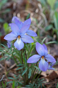 Bird’s-Foot Violet Viola pedata Bare-Root Plants — 10 Healthy Native Wildflower