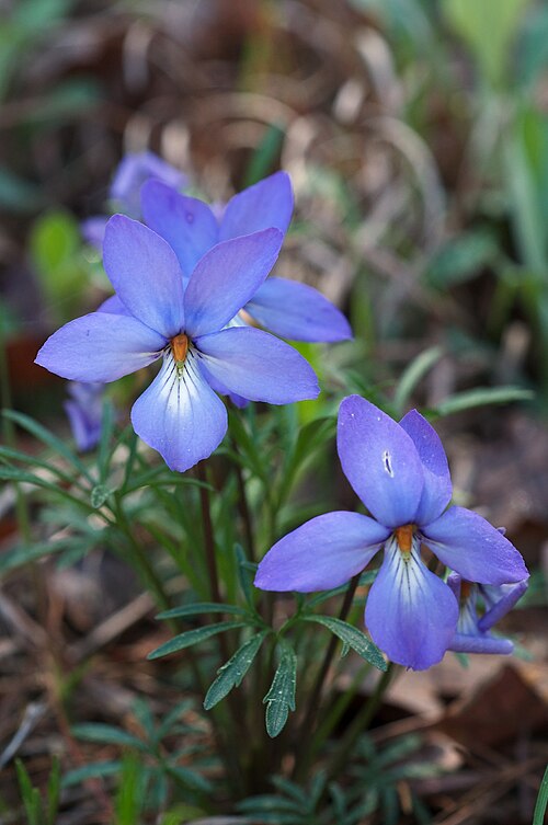 Bird’s-Foot Violet Viola pedata Bare-Root Plants — 10 Healthy Native Wildflower