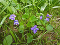 Blue Garden Violet Viola papilionacea Bare Root Plants - 5 Plants