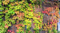 Virginia Creeper Live Rooted Cuttings – 5–8" Parthenocissus quinquefolia Vine