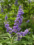Vitex Chaste Tree (Vitex agnus-castus) – Live Plant with Fragrant Lilac Blooms