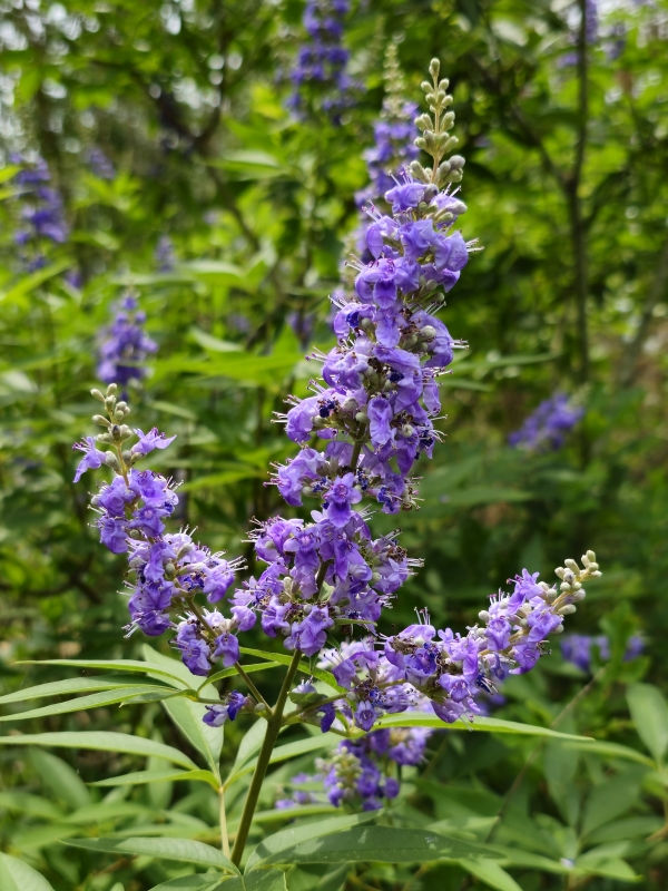 Vitex Chaste Tree (Vitex agnus-castus) – Live Plant with Fragrant Lilac Blooms