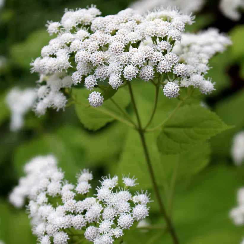 White Snakeroot (Ageratina altissima) Seeds – 500 Non-GMO Native Perennial for Pollinators