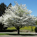 American White Dogwood Cuttings (Cornus florida) – 12 Unrooted Scions for Grafting or Rooting