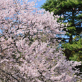 Yoshino Cherry Tree (Prunus × yedoensis) – 2ft Bare Root, Pink-White Blossoms, Fast-Growing Ornamental