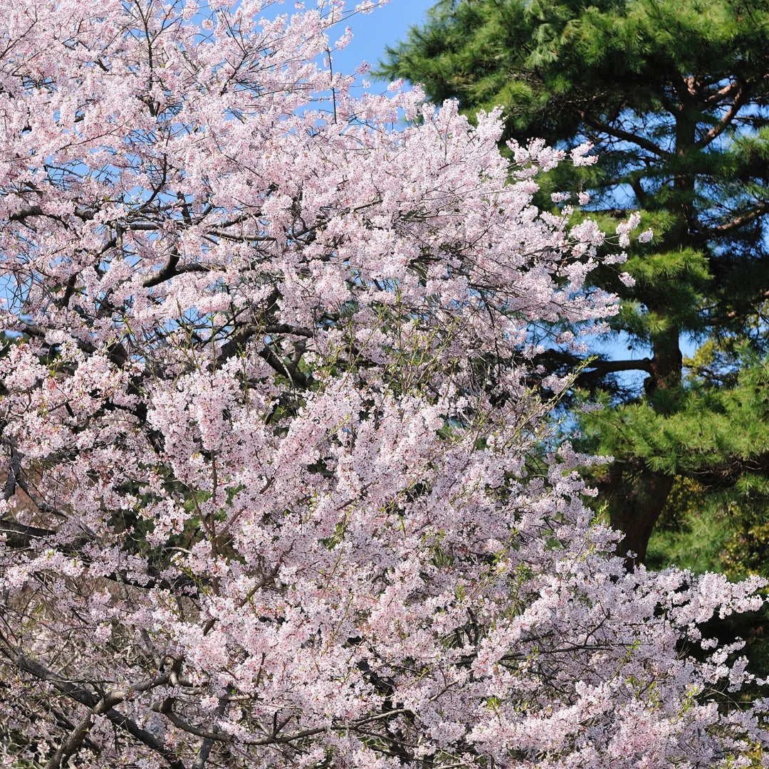 Yoshino Cherry Tree (Prunus × yedoensis) – 2ft Bare Root, Pink-White Blossoms, Fast-Growing Ornamental