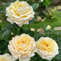 Golden Yves Piaget Rose Cuttings (3) - Unrooted, Floribunda, Yellow Rosa Yves Piaget