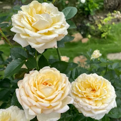 Golden Yves Piaget Rose Cuttings (3) - Unrooted, Floribunda, Yellow Rosa Yves Piaget