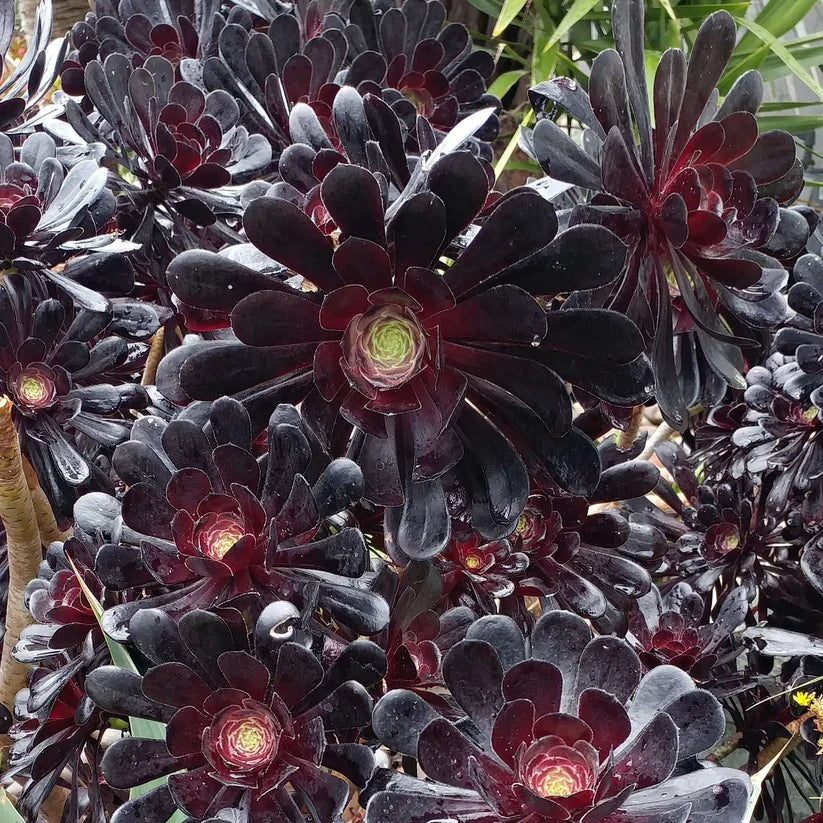 Aeonium Arboreum 'Zwartkopf' Unrooted Cutting – 3–5" Black Rose Succulent