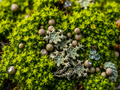 10 Live Lichen & Moss Covered Wood Sticks (6–12") for Terrariums & Fairy Gardens