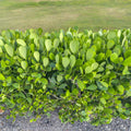 Clusia rosea Bare Root Starter Plants (Set of 5) Autograph Tree | Air-Purifying Tropical Hedge
