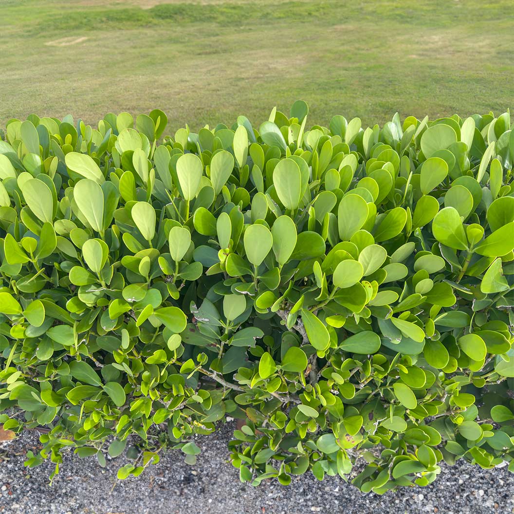 Clusia rosea Bare Root Starter Plants (Set of 5) Autograph Tree | Air-Purifying Tropical Hedge