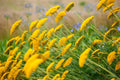 Live Moonshine Achillea Yarrow Plant - 1 Pint Pot, Yellow Blooms, Drought Tolerant, Pollinator Friendly (Zone 3-9)