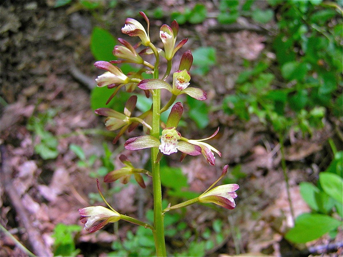 Adam & Eva Orchid (Aplectrum hyemale) Bare-Root | Putty Root Orchid, 2 Plants
