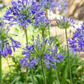 African Blue Agapanthus Lily of the Nile - Bareroot Live Plant 6–8" Tall