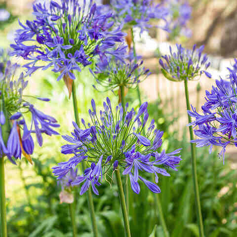 African Blue Agapanthus Lily of the Nile - Bareroot Live Plant 6–8" Tall