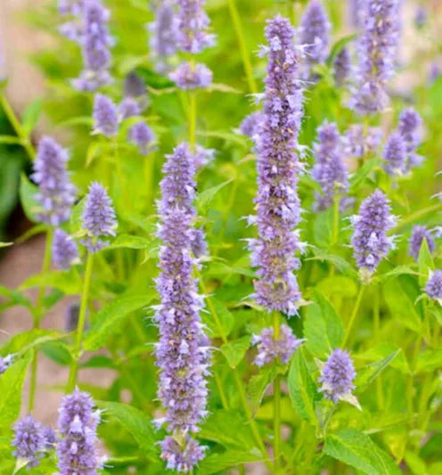 Blue Fortune Agastache Live Plant in 1 Pint Pot | Giant Hyssop, Drought-Tolerant Perennial
