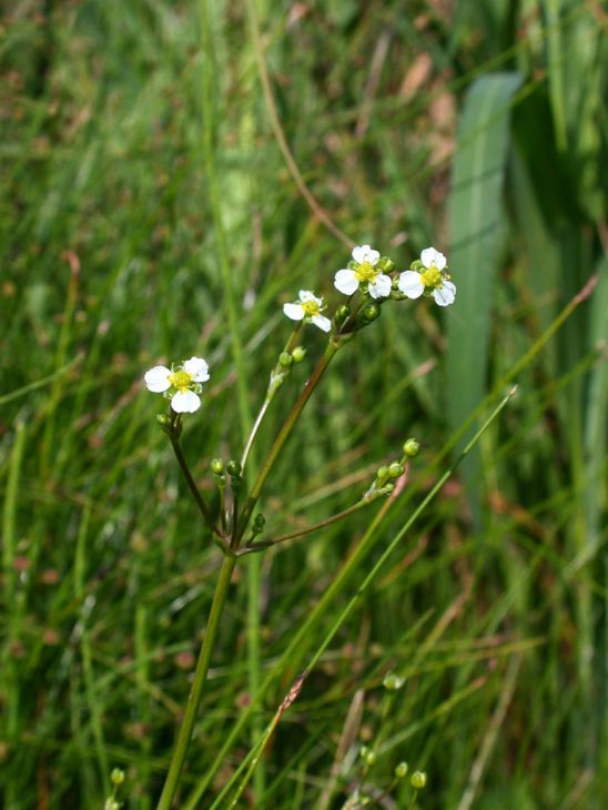 Alisma triviale Seeds | Large-Flowered Water Plantain - 300 Non-GMO Seeds for Wetlands & Pollinator Gardens