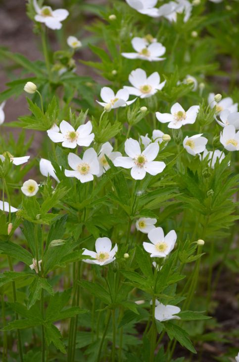 Anemone canadensis Seeds | Canada Anemone Native Perennial for Meadows & Pollinator Gardens