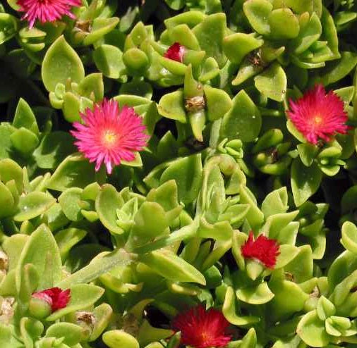 Aptenia Cordifolia Red Apple Unrooted Cuttings 24 Pack 4-6" Sun Rose Ground Cover