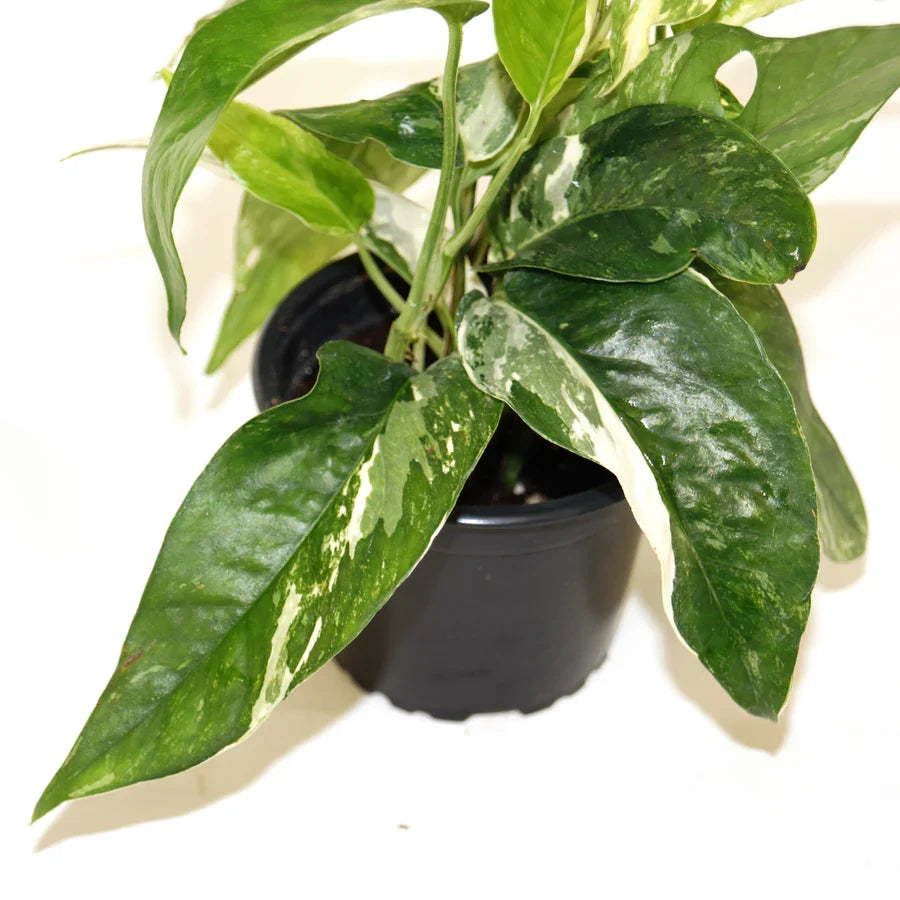Epipremnum Pinnatum Variegated Albo Rooted Cutting | Rare Aroid