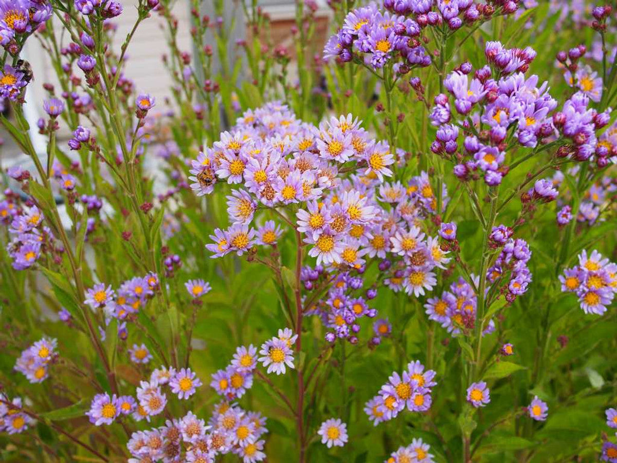 Tatarian Aster Starter Plants or Roots – 6 Hardy Perennial with Lavender Blooms