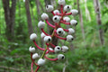 Doll’s Eyes Plants (Actaea pachypoda) Bare-Root 5-Pack - White Baneberry for Shade Gardens