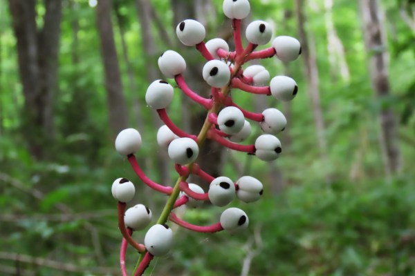 Doll’s Eyes Plants (Actaea pachypoda) Bare-Root 5-Pack - White Baneberry for Shade Gardens