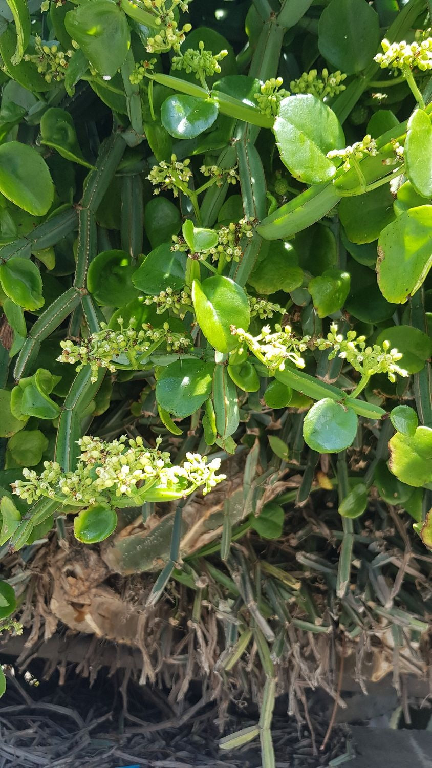 Cissus quadrangularis Unrooted Cuttings (2) – Veldt Grape, Pirandai