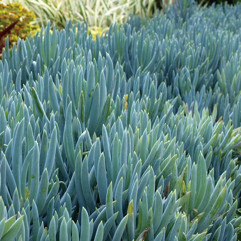 Blue Chalkstick Succulent Senecio serpens (Curio repens) - 4-Inch Pot