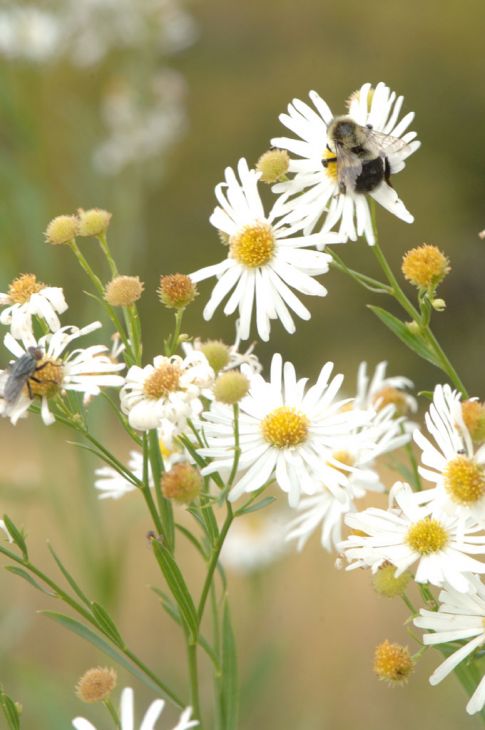 Boltonia asteroides Seeds (False Aster) - 500 Non-GMO Native Perennial Wildflower Seeds