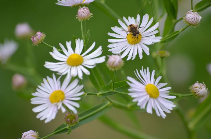 Boltonia asteroides Seeds (False Aster) - 500 Non-GMO Native Perennial Wildflower Seeds