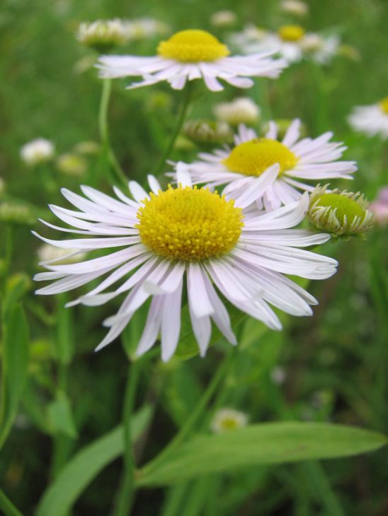 Boltonia decurrens Seeds (Decurrent False Aster) - 500 Non-GMO Native Wildflower Seeds for Pollinator Gardens