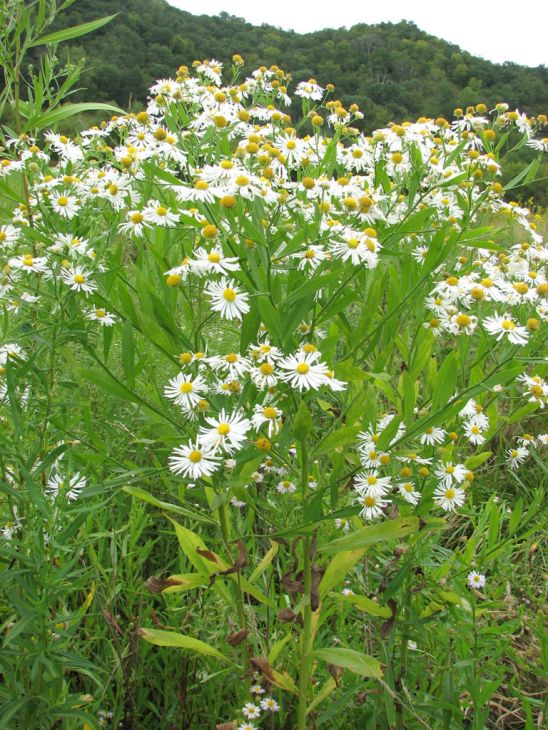 Boltonia decurrens Seeds (Decurrent False Aster) - 500 Non-GMO Native Wildflower Seeds for Pollinator Gardens