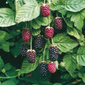 Boysenberry Plant | Live Bare Root Starter – Thornless Berry Hybrid Vine