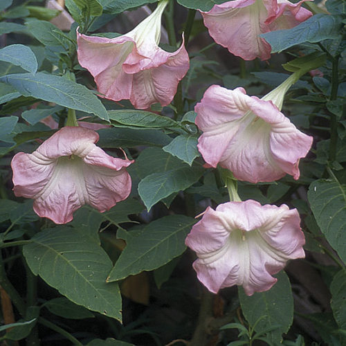 Angel Trumpet Live Plant - Brugmansia spp. Pink Rooted Plant in Pot (3 Singles)