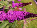 Live Royal Red Butterfly Bush Buddleja davidii - 1 Pint Pot, Fragrant Red-Purple Blooms, Attracts Butterflies & Bees