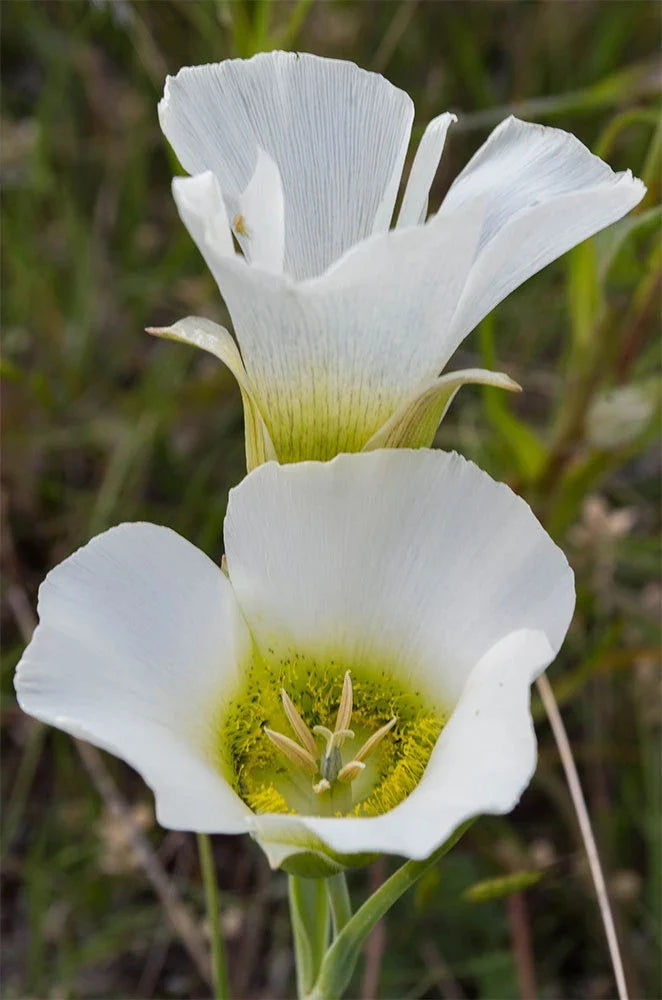 Calochortus gunnisonii Seeds | Rocky Mountain Mariposa Lily - 30 Seeds