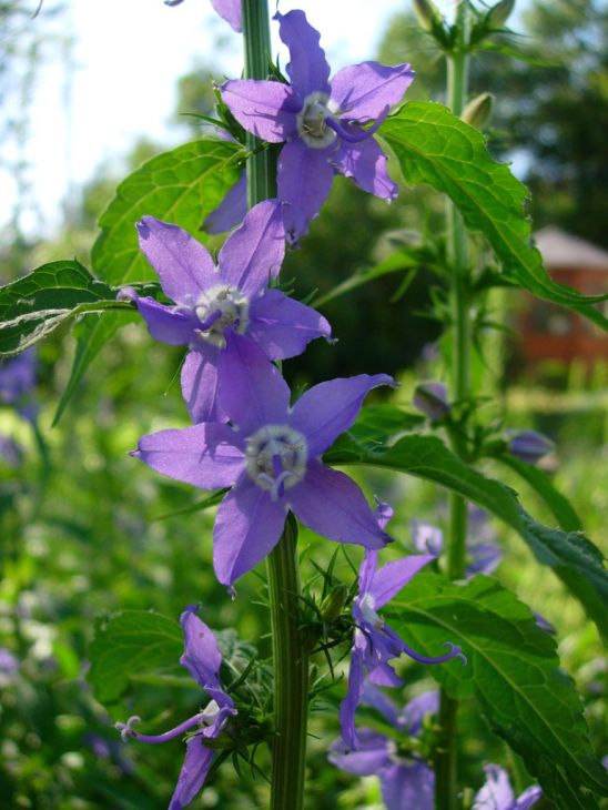 Campanula americana Tall Bellflower Seeds - 500 Non-GMO Seeds for Native Pollinator Garden