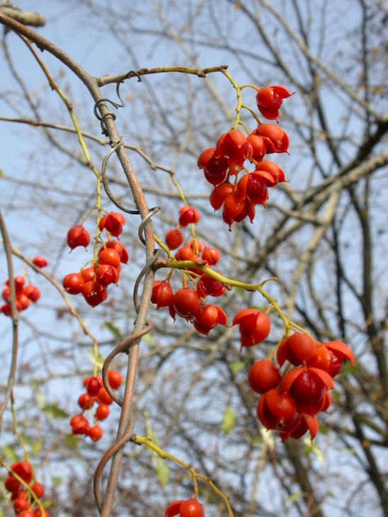 American Bittersweet Seeds | Celastrus scandens – 30 Non-GMO Seeds