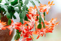 Orange Christmas Cactus Schlumbergera truncata - 5–6" Live Bare-Root Plant
