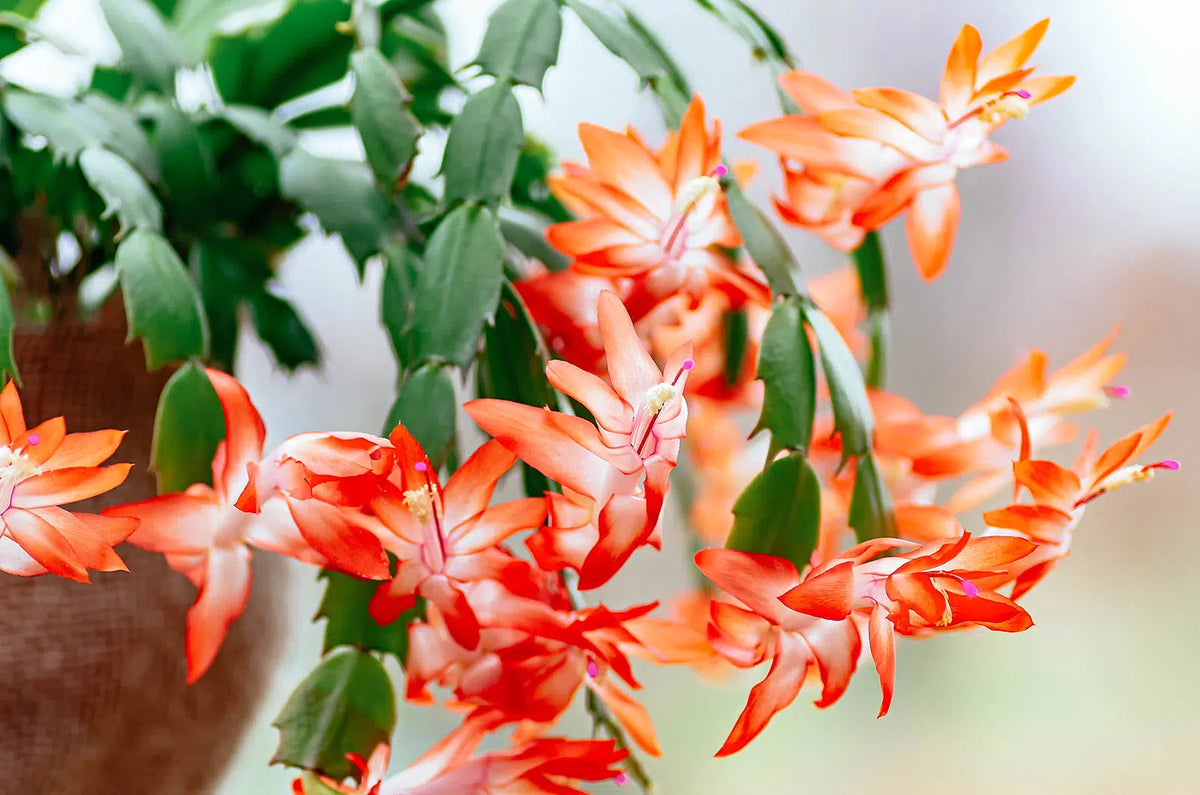 Orange Christmas Cactus Schlumbergera truncata - 5–6" Live Bare-Root Plant