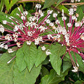 Starburst Plant Cuttings (Clerodendrum quadriloculare) Unrooted - 6 Fresh Cuttings