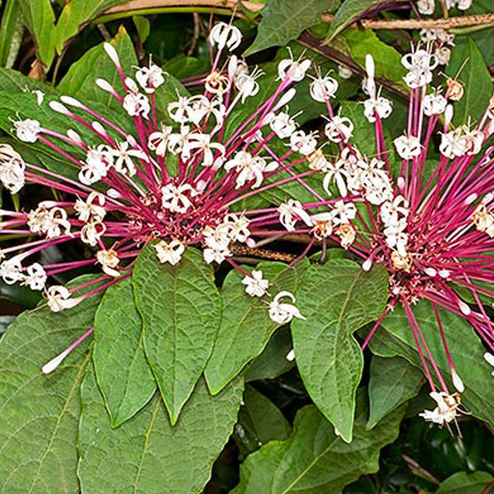 Starburst Plant Cuttings (Clerodendrum quadriloculare) Unrooted - 6 Fresh Cuttings