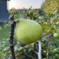 Conadria Fig Tree Cuttings (Unrooted) – Fresh Ficus carica Scion Wood for Grafting & Propagation