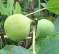 Conadria Fig Cuttings (Ficus carica) - 2 Unrooted 6-8" Pieces for Propagation