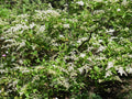 20 Unrooted Chinese Privet Cuttings (Ligustrum sinense) for Hedge, Privacy Screen