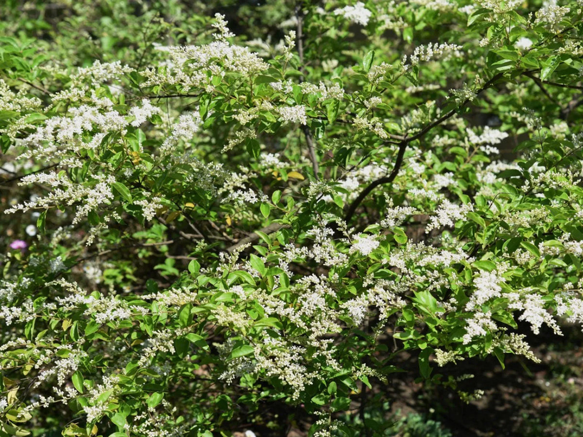20 Unrooted Chinese Privet Cuttings (Ligustrum sinense) for Hedge, Privacy Screen