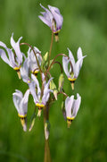 Shooting Star (Dodecatheon meadia) Bare Root Plants - 5 Pack